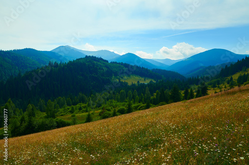 wild nature, summer landscape in carpathian mountains, wildflowers and meadow, spruces on hills, beautiful cloudy sky