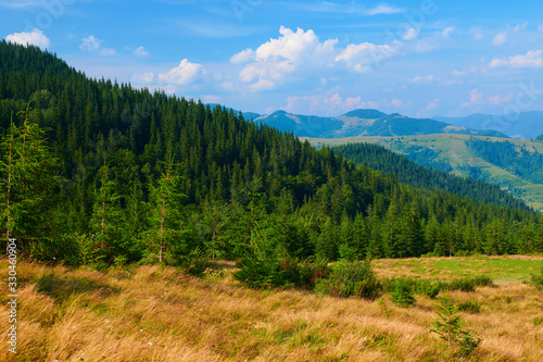 wild nature, summer landscape in carpathian mountains, wildflowers and meadow, spruces on hills, beautiful cloudy sky