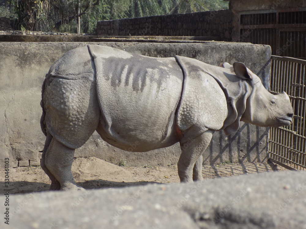 Naklejka premium rhinoceros in zoo