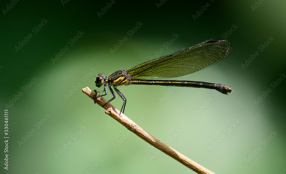 Close up detail of damselfly. damselfly image is wild with blur background. Damselfly isolated. Close up detail of damselfly. damselfly image is wild with blur background. Damselfly isolated.