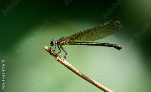 Close up detail of damselfly.  damselfly image is wild with blur background. Damselfly isolated.