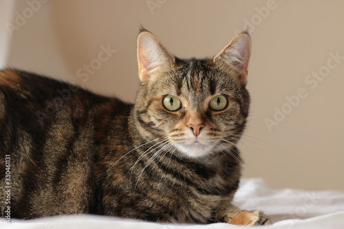 portrait of a cute mature family pet Tabby striped cat resting on a linen bed sheets in a bright room in the family home, Australia