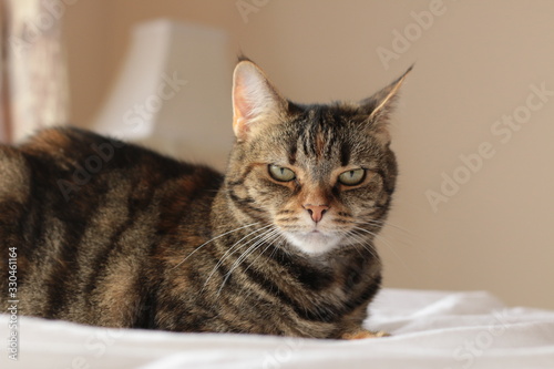 portrait of a cute mature family pet Tabby striped cat resting on a linen bed sheets in a bright room in the family home, Australia