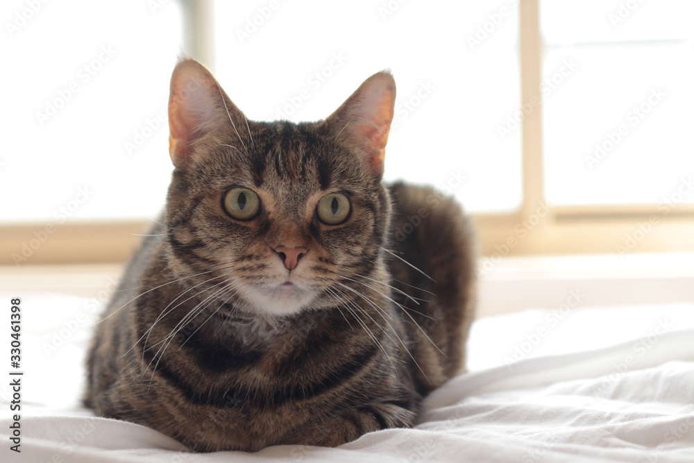 portrait of a cute mature family pet Tabby striped cat resting on a linen bed sheets in a bright room in the family home, Australia portrait of a cute mature family pet Tabby striped cat resting on a linen bed sheets in a bright room in the family home, Australia