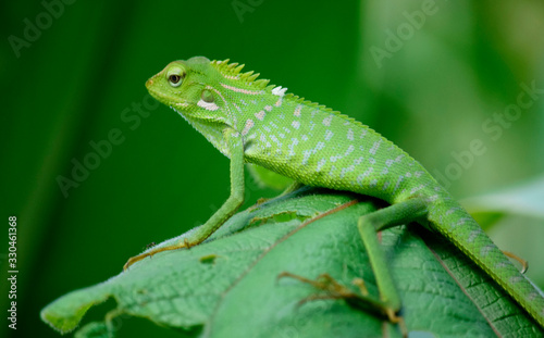 Maned Forest Lizard (Bronchocela jubata) - Garden lizards are relaxing on tree branches, camouflage garden lizards. Close up chameleon details.
