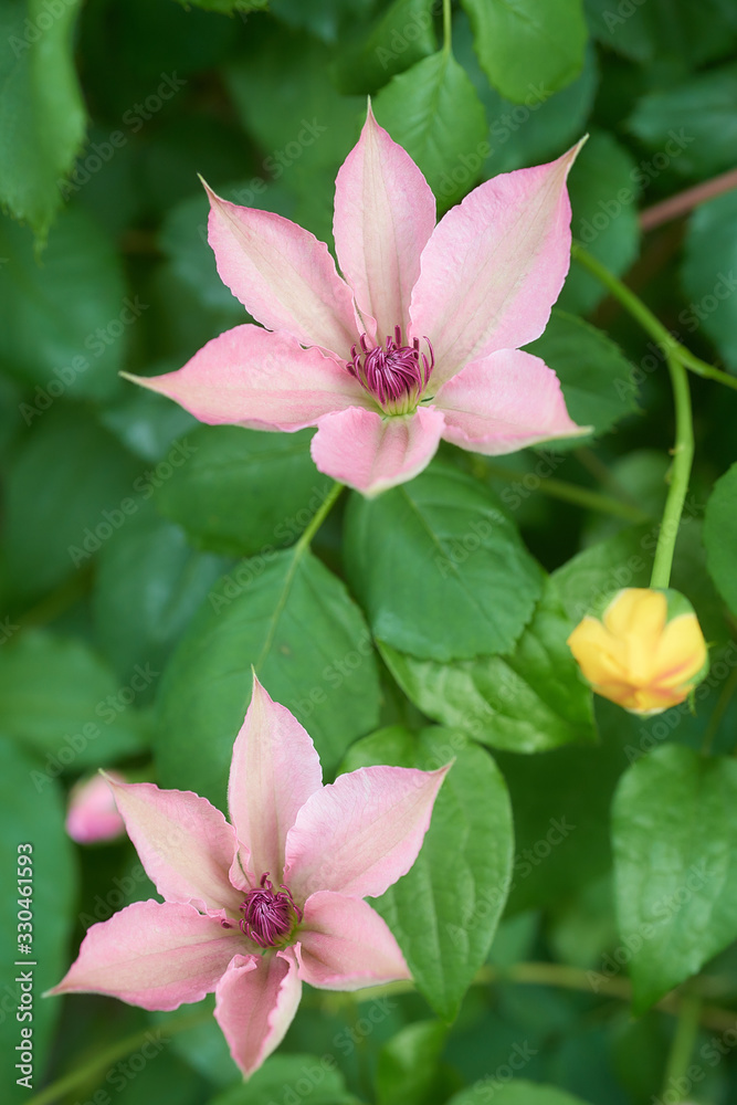 Fototapeta premium クレマチス ピンク・ファンタジー