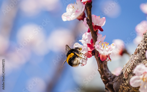 Bumblebee on spring blossoms apricot tree young  photo