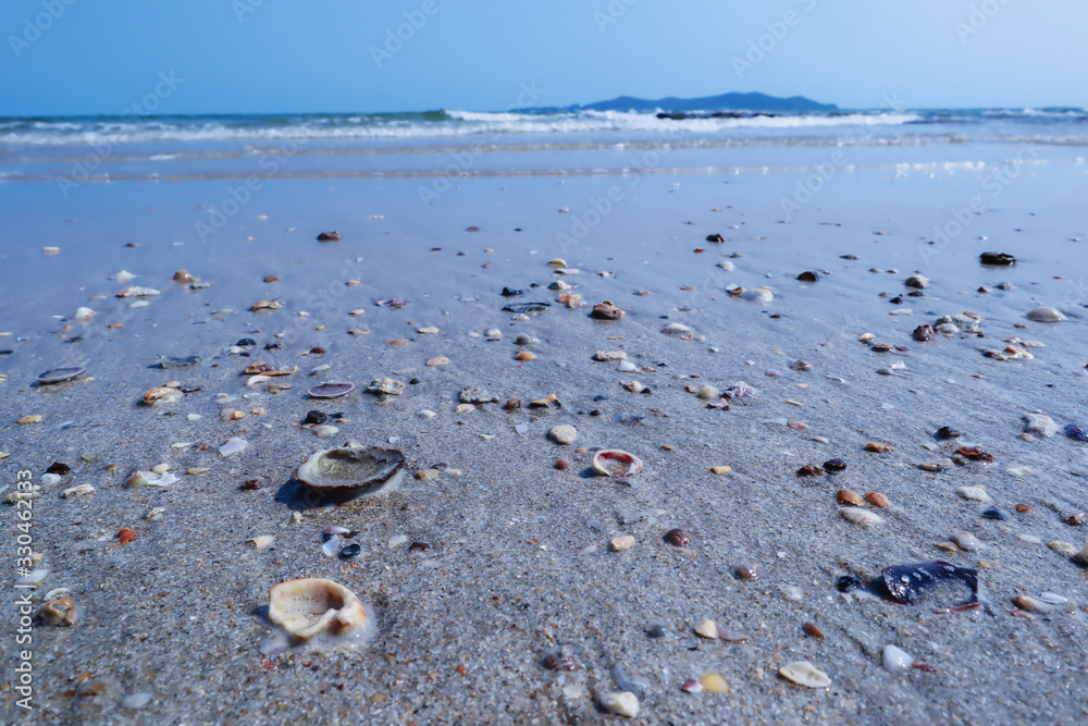Shells on the beach for the background Shells on the beach for the background