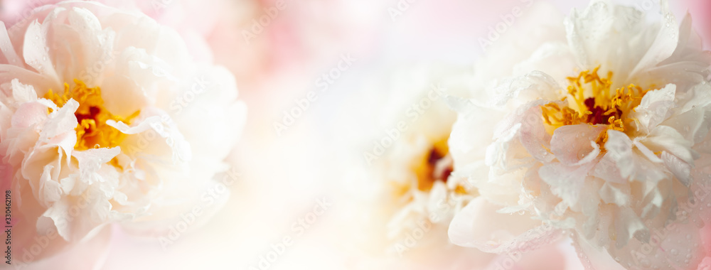 Fototapeta Beautiful peony flowers close-up, macro photography, soft focus. Spring or summer floral background.