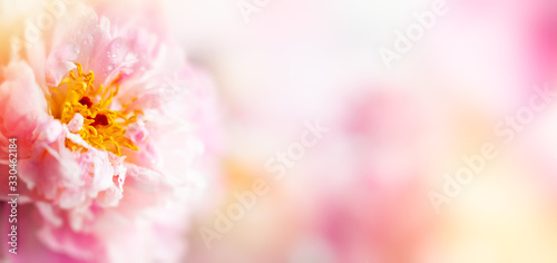 Beautiful peony flowers close-up, macro photography, soft focus. Spring or summer floral background.