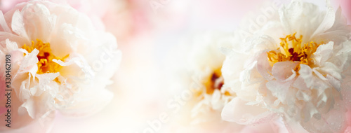 Fototapeta Beautiful peony flowers close-up, macro photography, soft focus. Spring or summer floral background.
