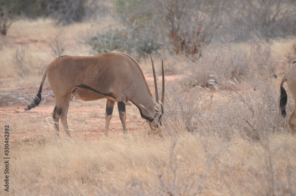 Africas wildlive and landscapes Africas wildlive and landscapes