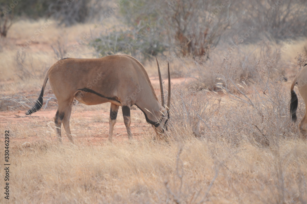 Africas wildlive and landscapes