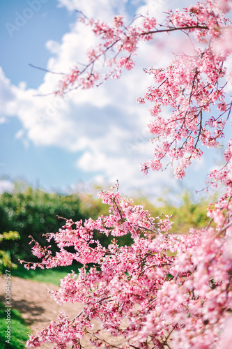 阿津桜