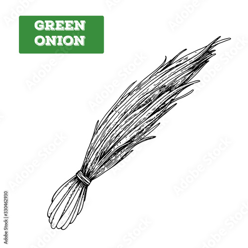 Green onion hand drawn vector illustration. Isolated sketch of chives. Engraved illustration. Bunch of onion. Black and white.