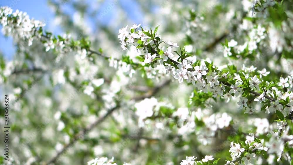 Beautiful flowering tree In the spring. Flowers in April time in the sun. Stock background in nature Beautiful flowering tree In the spring. Flowers in April time in the sun. Stock background in nature