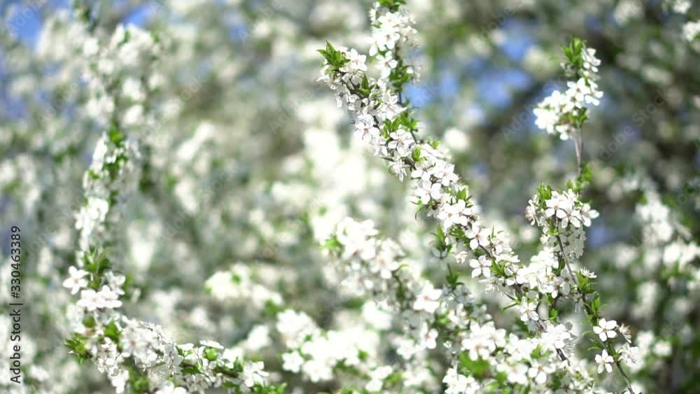 Beautiful flowering tree In the spring. Flowers in April time in the sun. Stock background in nature Beautiful flowering tree In the spring. Flowers in April time in the sun. Stock background in nature