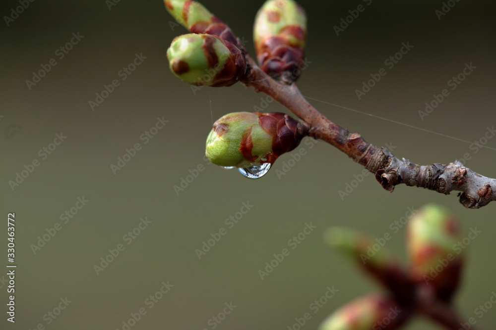 The cherry trees started blossoming all at once