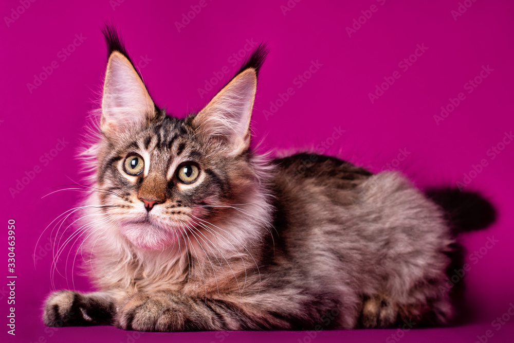 Adorable cute maine coon kitten on purple background in studio, isolated. Adorable cute maine coon kitten on purple background in studio, isolated.