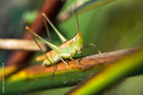 forest animals Dog, Frog, Dragonfly, sparrow, bird