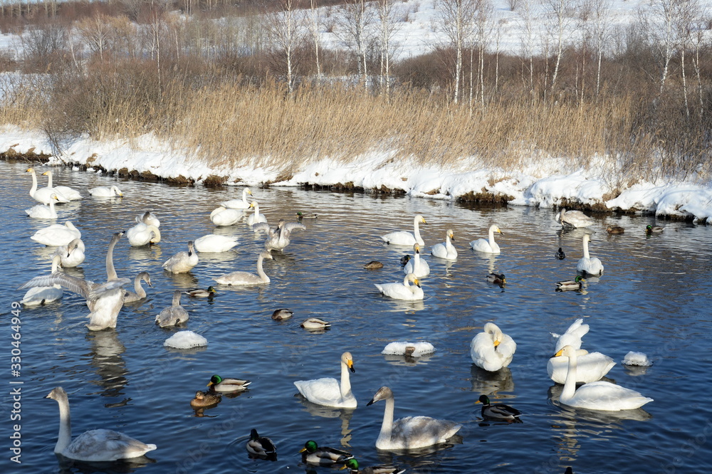 Fototapeta premium Whooper swans on wintering in the south of Western Siberia. Light Lake. The reserve 