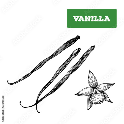 Vanilla hand drawn vector illustration. Isolated sketch of vanilla. Engraved illustration. Vanilla spice. Black and white.