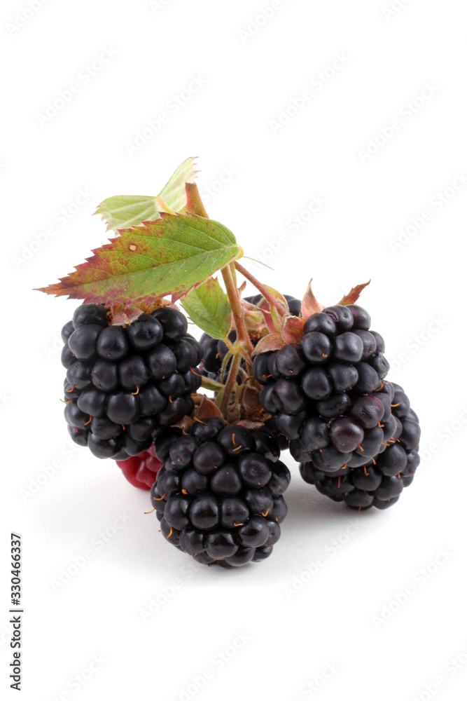 Fototapeta premium Cluster of blackberries