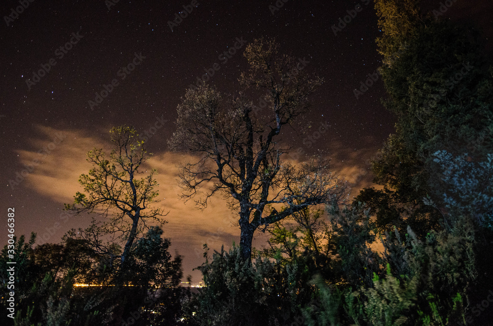 Fototapeta premium plants and flowers national park trees in the woods