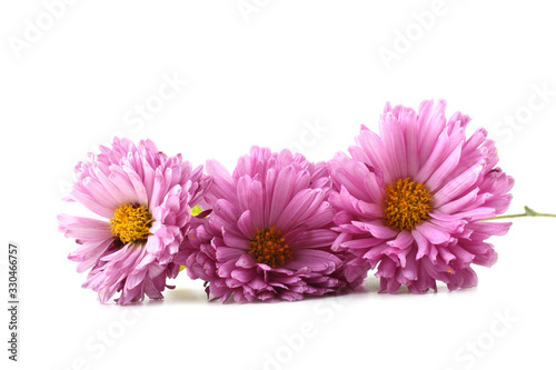 Three chrysanthemum flowers