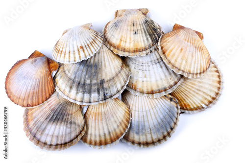 Group of scallops