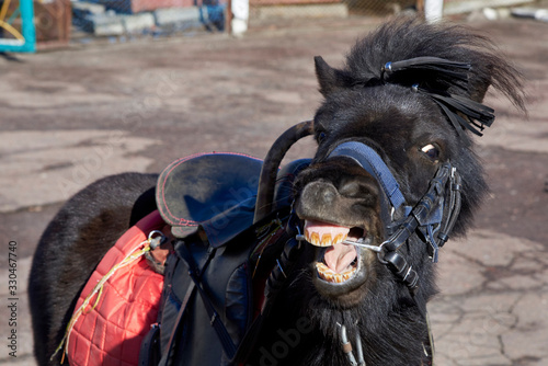 Harnessed black adult pony with open mouth.