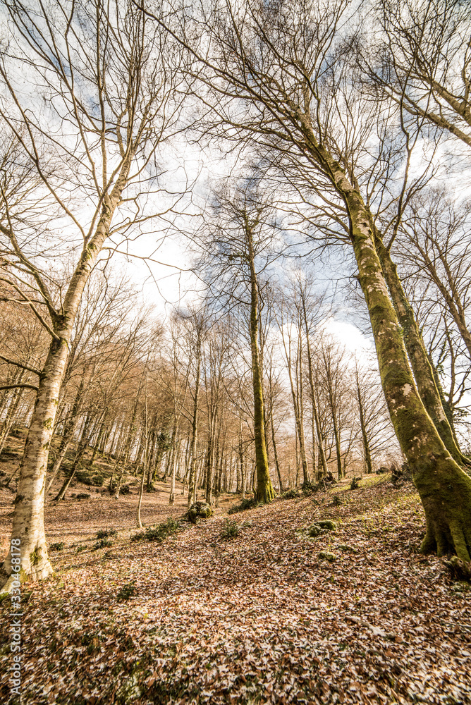 Naklejka premium plants and flowers trees