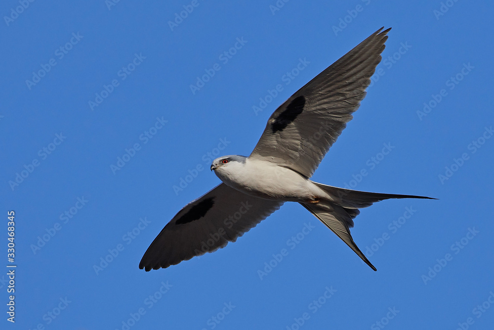 African swallow-tailed (Chelictinia riocourii) in flight