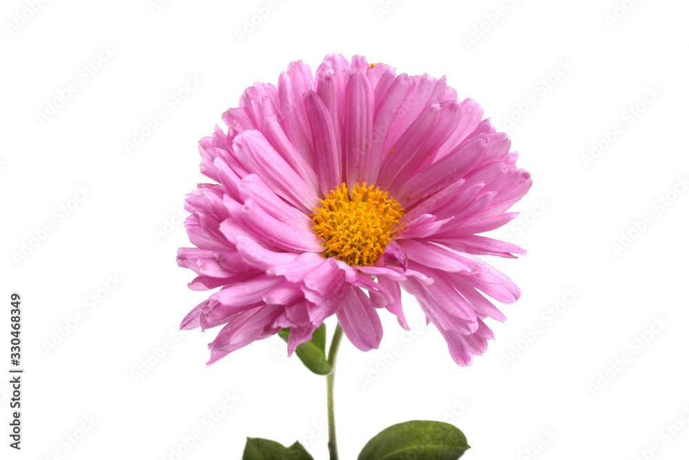 Chrysanthemum Chrysanthemum