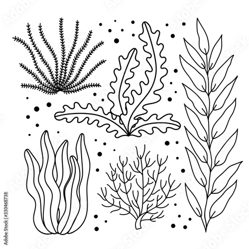 Set of doodle algae. Marine life isolated on white background. Seabed plants. Hand vector illustration for coloring.