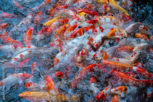 A group of Koi or jinli or nishikigoi or brocaded carp - the colored varieties of the Amur carp or Cyprinus rubrofuscus, that are kept in outdoor koi ponds or water gardens in Danang, Vietnam