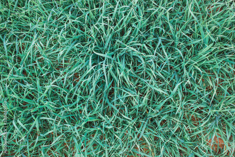 Green grass Green grass