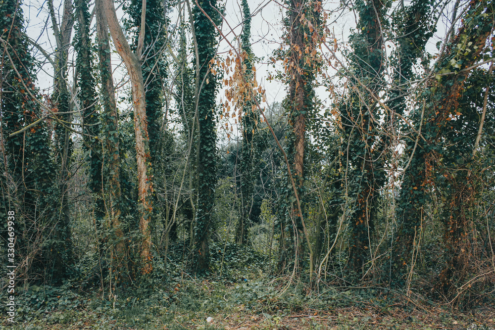 Obraz premium Trees in a forest