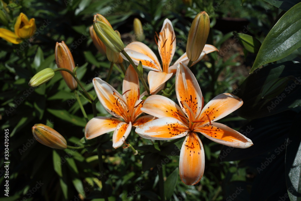 Fototapeta premium Orange lilies