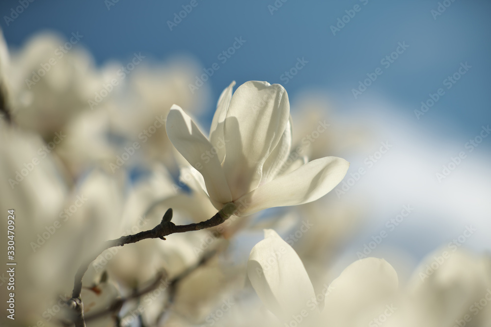 Tokyo,Japan-March 15, 2020: White magnolia blossoms in Tokyo Tokyo,Japan-March 15, 2020: White magnolia blossoms in Tokyo