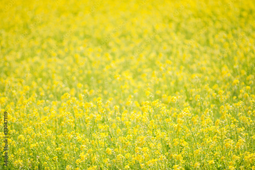 Fototapeta premium 菜の花畑