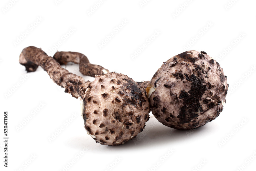 Strobilomyces strobilaceus ( Strobilomyces strobilaceus (