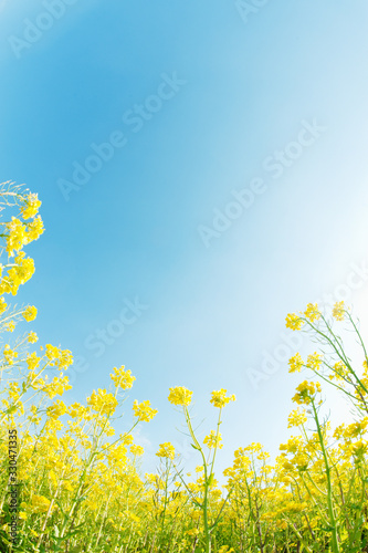 青空と菜の花