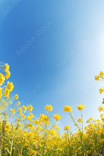 青空と菜の花