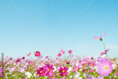 青空とコスモス