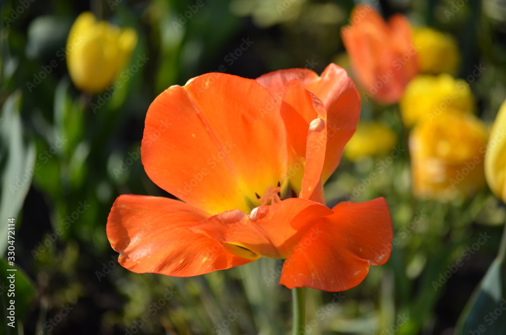 Top view of one delicate vivid orange tulips in a garden in a sunny spring day, beautiful outdoor floral background photographed with soft focus Top view of one delicate vivid orange tulips in a garden in a sunny spring day, beautiful outdoor floral background photographed with soft focus