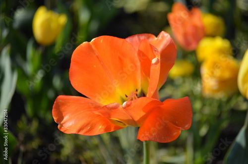Top view of one delicate vivid orange tulips in a garden in a sunny spring day  beautiful outdoor floral background photographed with soft focus