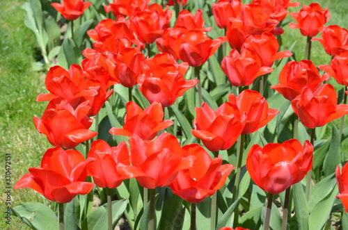 Side view of many vivid red tulips and green grass in a garden in a sunny  spring day  beautiful outdoor floral background photographed with soft focus