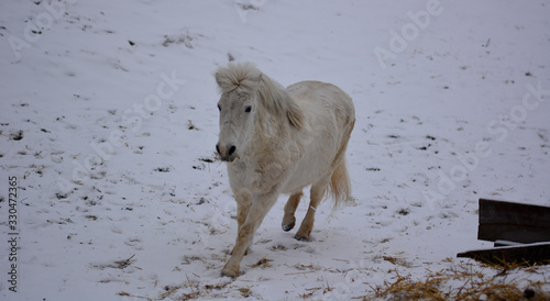 Fototapeta Naklejka Na Ścianę i Meble -  the white horse gallops in the snow