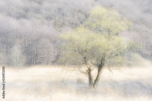 Tree before a forest in a misty landscape